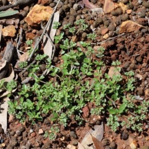 Polycarpon tetraphyllum at O'Connor, ACT - 1 Nov 2020