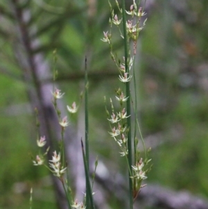 Juncus remotiflorus at O'Connor, ACT - 29 Oct 2020