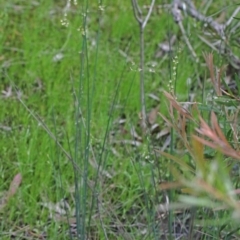 Juncus remotiflorus at O'Connor, ACT - 29 Oct 2020