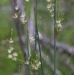 Juncus remotiflorus at O'Connor, ACT - 29 Oct 2020