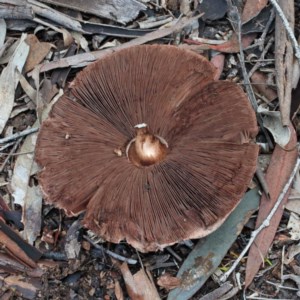 Agaricus sp. at O'Connor, ACT - 1 Nov 2020 11:51 AM