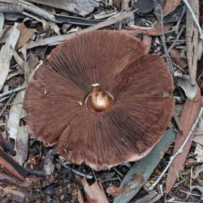 Agaricus sp. (Agaricus) at O'Connor, ACT - 1 Nov 2020 by ConBoekel