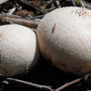 zz puffball at O'Connor, ACT - 1 Nov 2020 11:16 AM