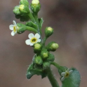 Hackelia suaveolens at O'Connor, ACT - 1 Nov 2020