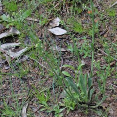 Hackelia suaveolens at O'Connor, ACT - 1 Nov 2020