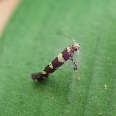 Gracillariidae (family) (A leafminer moth) at Cook, ACT - 2 Nov 2020 by CathB