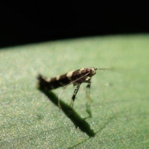 Gracillariidae (family) at Cook, ACT - suppressed