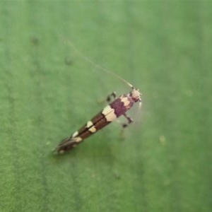 Gracillariidae (family) at Cook, ACT - suppressed