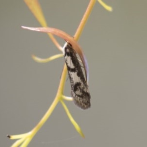 Eusemocosma pruinosa at Hawker, ACT - 4 Nov 2020