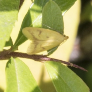 Aeolothapsa malacella at Hawker, ACT - 4 Nov 2020