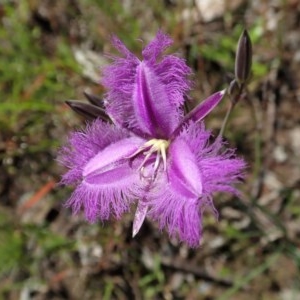 Thysanotus tuberosus subsp. tuberosus at Cook, ACT - 4 Nov 2020