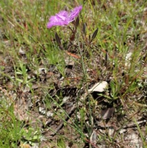 Thysanotus tuberosus subsp. tuberosus at Cook, ACT - 4 Nov 2020 12:08 PM