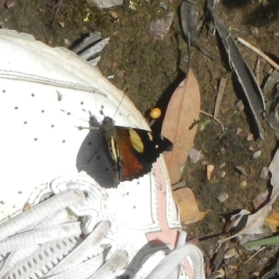 Vanessa itea (Yellow Admiral) at Bruce Ridge to Gossan Hill - 28 Oct 2020 by AlisonMilton