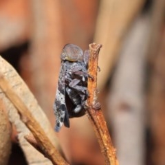 Platybrachys decemmacula (Green-faced gum hopper) at Acton, ACT - 2 Nov 2020 by TimL