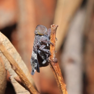 Platybrachys decemmacula (Green-faced gum hopper) at Acton, ACT - 3 Nov 2020 by TimL