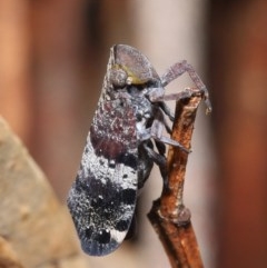 Platybrachys decemmacula at Acton, ACT - 3 Nov 2020