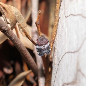 Platybrachys decemmacula at Acton, ACT - 3 Nov 2020