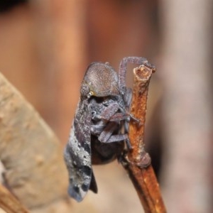 Platybrachys decemmacula at Acton, ACT - 3 Nov 2020