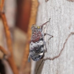 Platybrachys decemmacula at Acton, ACT - 3 Nov 2020