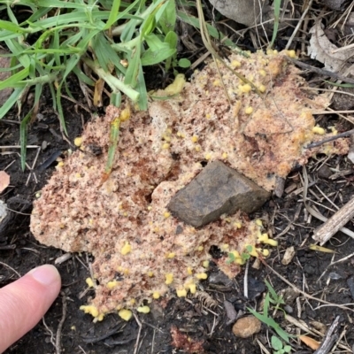 Fuligo septica (Scrambled egg slime) at Black Range, NSW - 5 Nov 2020 by StephH