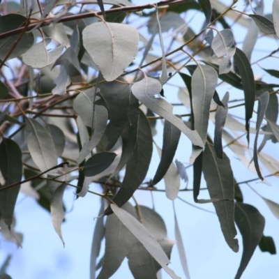 Eucalyptus bridgesiana (Apple Box) at Felltimber Creek NCR - 5 Nov 2020 by Kyliegw