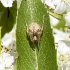 Araneinae (subfamily) (Orb weaver) at Hawker, ACT - 4 Nov 2020 by AlisonMilton