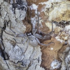 Isopeda (genus) (Huntsman Spider) at Cook, ACT - 28 Sep 2020 by AlisonMilton