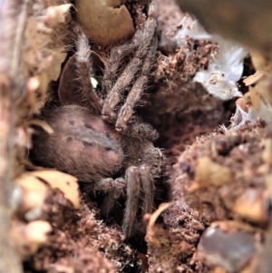 Sparassidae (family) at Cook, ACT - 30 Oct 2020