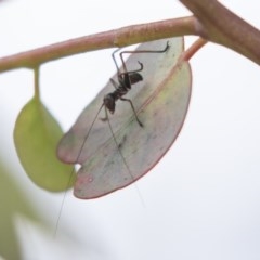 Tettigoniidae (family) (Unidentified katydid) at Hawker, ACT - 4 Nov 2020 by AlisonMilton
