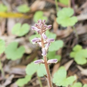 Orobanche minor at Hawker, ACT - 4 Nov 2020