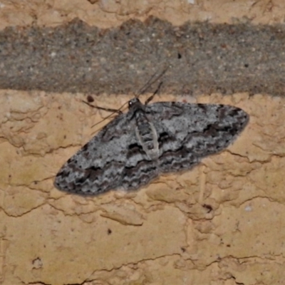 Didymoctenia exsuperata (Thick-lined Bark Moth) at Wanniassa, ACT - 3 Nov 2020 by JohnBundock