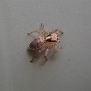 Maratus pavonis at Cook, ACT - 2 Nov 2020