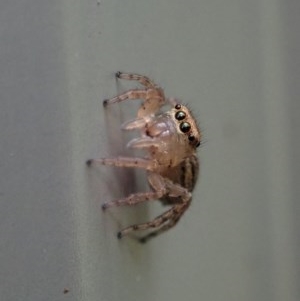 Maratus pavonis at Cook, ACT - 2 Nov 2020