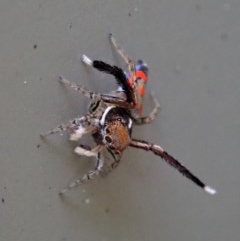 Maratus pavonis at Cook, ACT - 2 Nov 2020