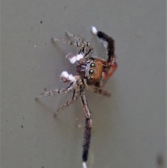 Maratus pavonis at Cook, ACT - suppressed