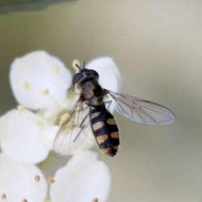 Melangyna viridiceps (Hover fly) at Hawker, ACT - 4 Nov 2020 by AlisonMilton