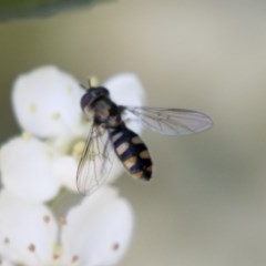 Melangyna viridiceps at Hawker, ACT - 4 Nov 2020