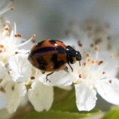 Coccinella transversalis (Transverse Ladybird) at Hawker, ACT - 4 Nov 2020 by AlisonMilton