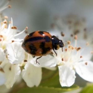 Coccinella transversalis at Hawker, ACT - 4 Nov 2020