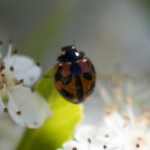 Coccinella transversalis at Hawker, ACT - 4 Nov 2020