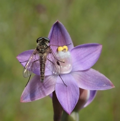 Chrysopilus sp. (genus) (A snipe fly) at Cook, ACT - 4 Nov 2020 by CathB