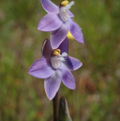 Thelymitra pauciflora (Slender Sun Orchid) at Cook, ACT - 4 Nov 2020 by CathB