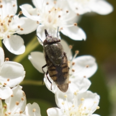 Stomorhina discolor (Snout fly) at Hawker, ACT - 4 Nov 2020 by AlisonMilton