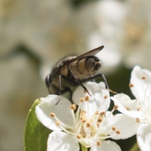 Stomorhina discolor at Hawker, ACT - 4 Nov 2020