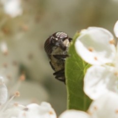 Stomorhina discolor at Hawker, ACT - 4 Nov 2020