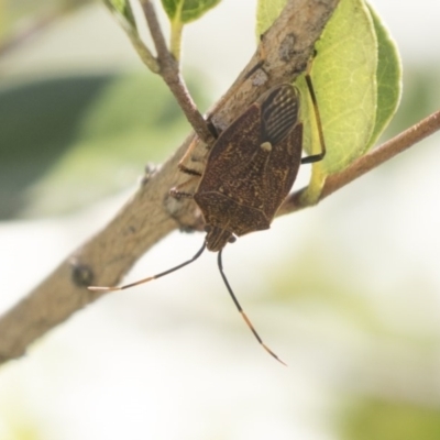 Poecilometis strigatus (Gum Tree Shield Bug) at Hawker, ACT - 4 Nov 2020 by AlisonMilton