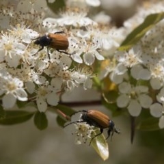 Phyllotocus rufipennis at Hawker, ACT - 4 Nov 2020