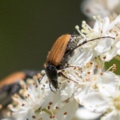 Phyllotocus rufipennis at Hawker, ACT - 4 Nov 2020