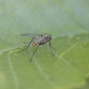 Dolichopodidae (family) at Hawker, ACT - 4 Nov 2020