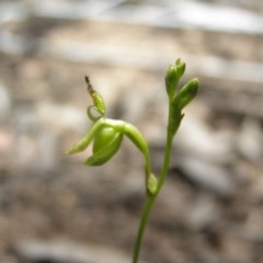 Caleana minor (Small Duck Orchid) at Gang Gang at Yass River - 4 Nov 2020 by SueMcIntyre